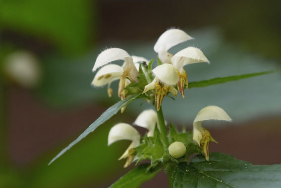 Lamium galeobdolon / Ortica mora